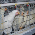 Top Selling Chicken Cage Sale For Bangladesh For Chicken Farm